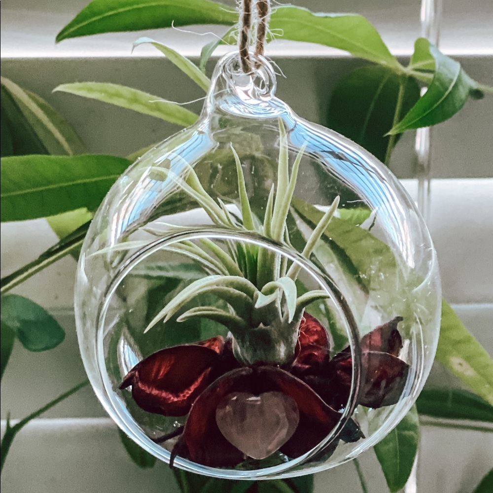 Valentine’s Day Air Plant Terrarium - Picture 3 of 5